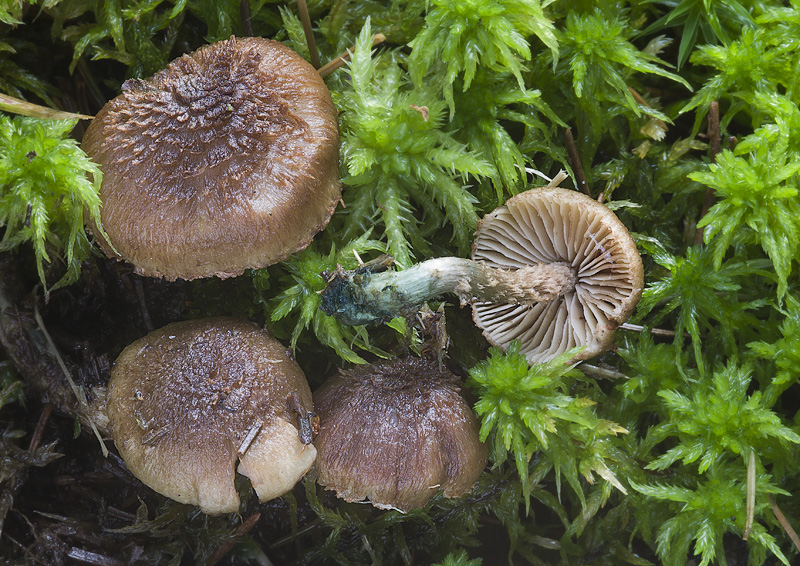 Inocybe calamistrata